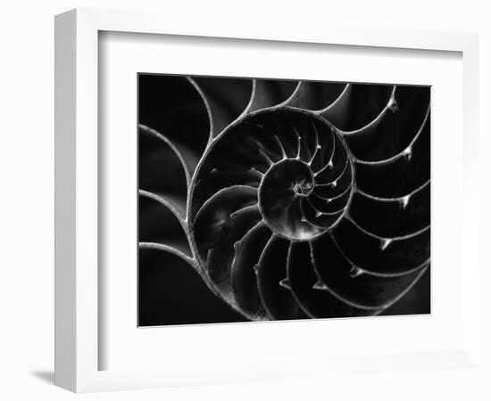 Cross Section of Sea Shell-Henry Horenstein-Framed Photographic Print