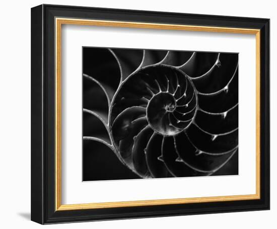 Cross Section of Sea Shell-Henry Horenstein-Framed Photographic Print