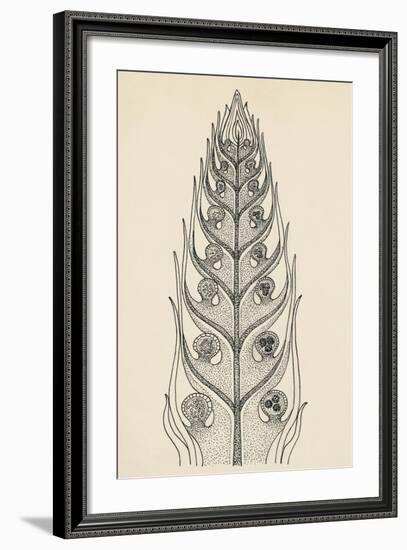 Cross-Section of Selaginella Spikemoss-null-Framed Giclee Print