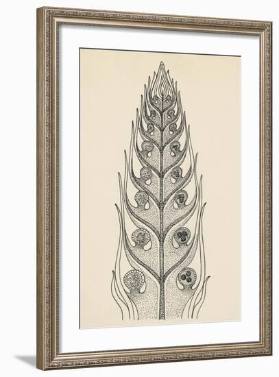 Cross-Section of Selaginella Spikemoss-null-Framed Giclee Print