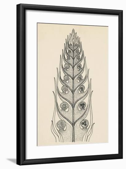 Cross-Section of Selaginella Spikemoss-null-Framed Giclee Print