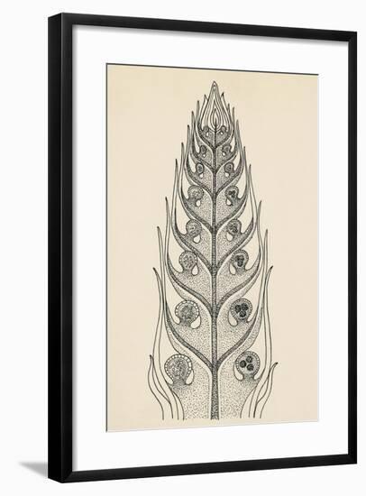 Cross-Section of Selaginella Spikemoss-null-Framed Giclee Print
