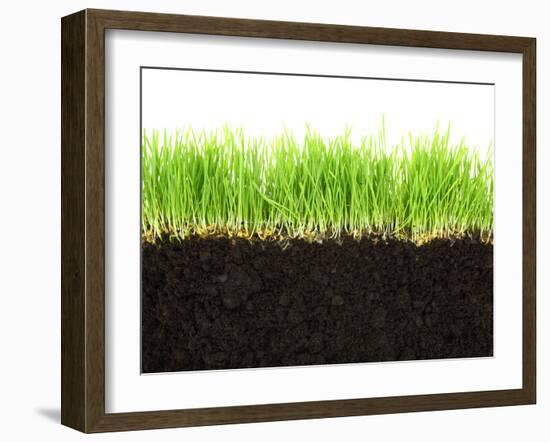 Cross-Section of Soil and Grass Isolated on White Background-viperagp-Framed Photographic Print