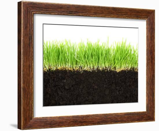 Cross-Section of Soil and Grass Isolated on White Background-viperagp-Framed Photographic Print