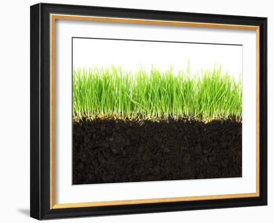 Cross-Section of Soil and Grass Isolated on White Background-viperagp-Framed Photographic Print