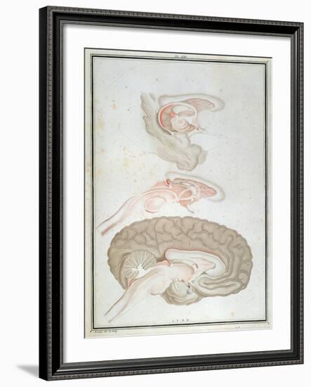 Cross-Section of the Brain, from 'Traite D'Anatomie Et De Physiologie' by Felix Vicq D'Azyr-Alexandre Briceau-Framed Giclee Print