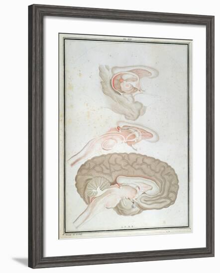 Cross-Section of the Brain, from 'Traite D'Anatomie Et De Physiologie' by Felix Vicq D'Azyr-Alexandre Briceau-Framed Giclee Print