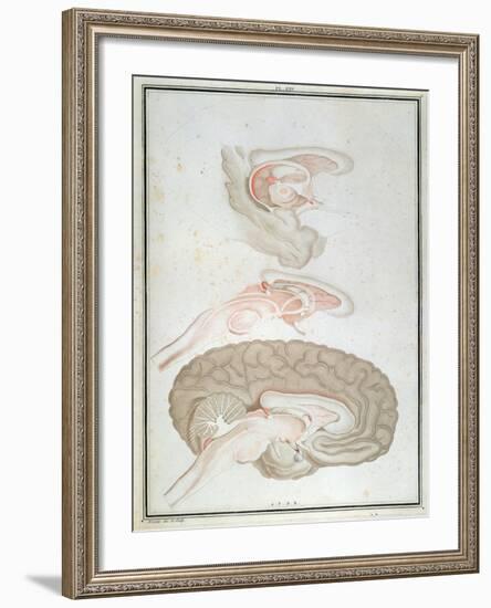 Cross-Section of the Brain, from 'Traite D'Anatomie Et De Physiologie' by Felix Vicq D'Azyr-Alexandre Briceau-Framed Giclee Print