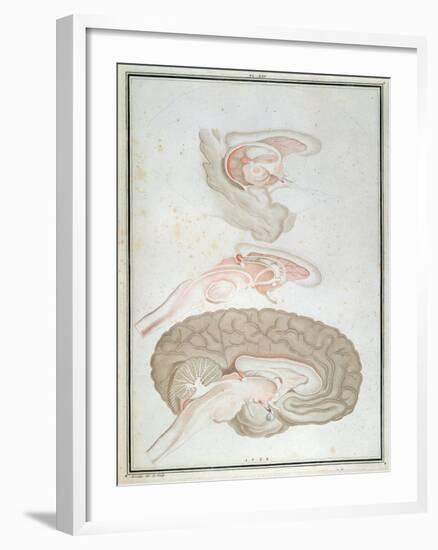 Cross-Section of the Brain, from 'Traite D'Anatomie Et De Physiologie' by Felix Vicq D'Azyr-Alexandre Briceau-Framed Giclee Print