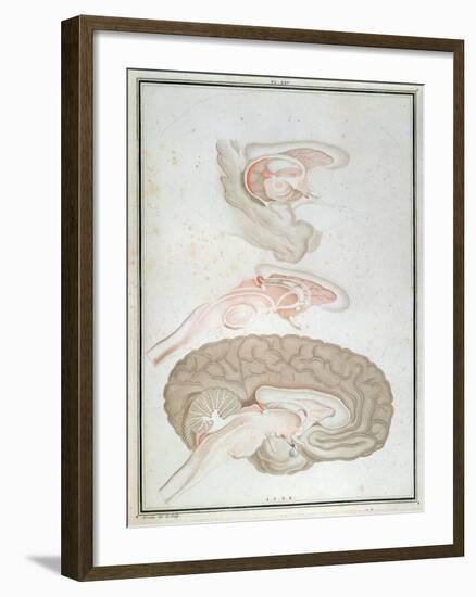 Cross-Section of the Brain, from 'Traite D'Anatomie Et De Physiologie' by Felix Vicq D'Azyr-Alexandre Briceau-Framed Giclee Print