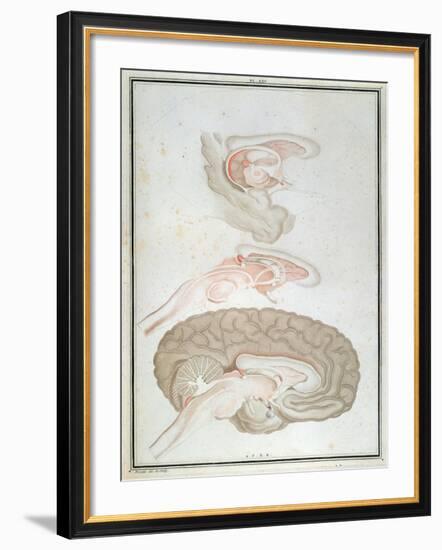 Cross-Section of the Brain, from 'Traite D'Anatomie Et De Physiologie' by Felix Vicq D'Azyr-Alexandre Briceau-Framed Giclee Print