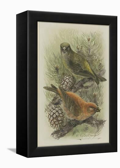 Crossbill, Illustration from 'A History of British Birds' by William Yarrell, c.1905-10-Edward Adrian Wilson-Framed Premier Image Canvas