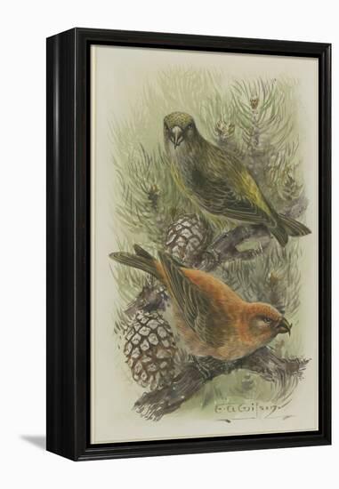 Crossbill, Illustration from 'A History of British Birds' by William Yarrell, c.1905-10-Edward Adrian Wilson-Framed Premier Image Canvas