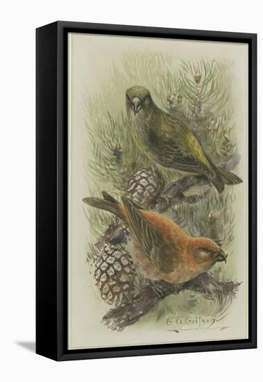 Crossbill, Illustration from 'A History of British Birds' by William Yarrell, c.1905-10-Edward Adrian Wilson-Framed Premier Image Canvas