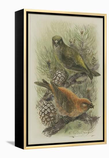 Crossbill, Illustration from 'A History of British Birds' by William Yarrell, c.1905-10-Edward Adrian Wilson-Framed Premier Image Canvas