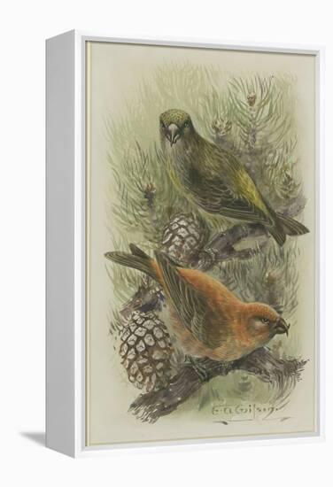 Crossbill, Illustration from 'A History of British Birds' by William Yarrell, c.1905-10-Edward Adrian Wilson-Framed Premier Image Canvas