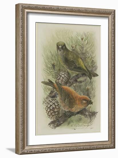 Crossbill, Illustration from 'A History of British Birds' by William Yarrell, c.1905-10-Edward Adrian Wilson-Framed Giclee Print