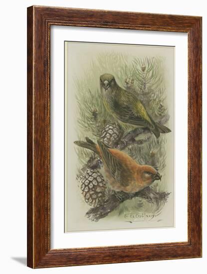 Crossbill, Illustration from 'A History of British Birds' by William Yarrell, c.1905-10-Edward Adrian Wilson-Framed Giclee Print