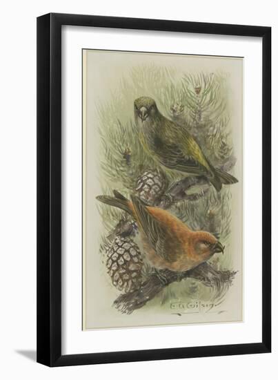 Crossbill, Illustration from 'A History of British Birds' by William Yarrell, c.1905-10-Edward Adrian Wilson-Framed Giclee Print