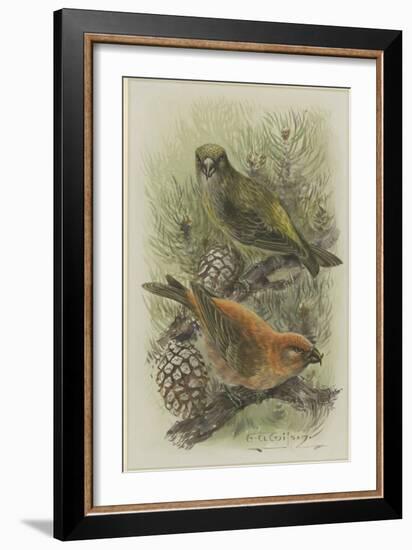 Crossbill, Illustration from 'A History of British Birds' by William Yarrell, c.1905-10-Edward Adrian Wilson-Framed Giclee Print