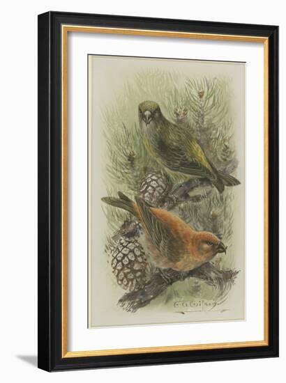 Crossbill, Illustration from 'A History of British Birds' by William Yarrell, c.1905-10-Edward Adrian Wilson-Framed Giclee Print