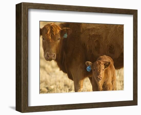 Crossbred Cow With Calf Near Choteau, Montana, USA-Chuck Haney-Framed Photographic Print