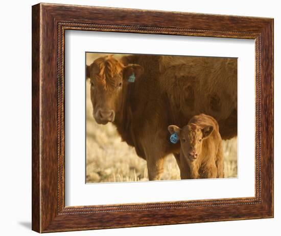 Crossbred Cow With Calf Near Choteau, Montana, USA-Chuck Haney-Framed Photographic Print