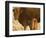 Crossbred Cow With Calf Near Choteau, Montana, USA-Chuck Haney-Framed Photographic Print