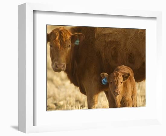 Crossbred Cow With Calf Near Choteau, Montana, USA-Chuck Haney-Framed Photographic Print