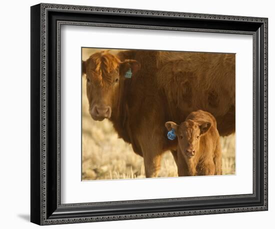 Crossbred Cow With Calf Near Choteau, Montana, USA-Chuck Haney-Framed Photographic Print