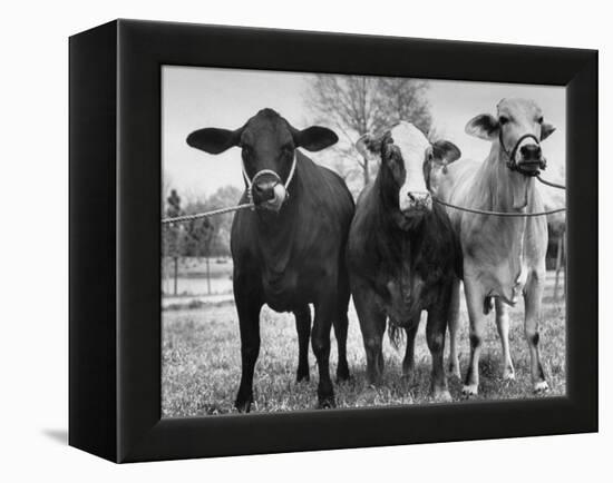 Crossbreeding of Brahmin Stock, Bragus and Braford-Cornell Capa-Framed Premier Image Canvas