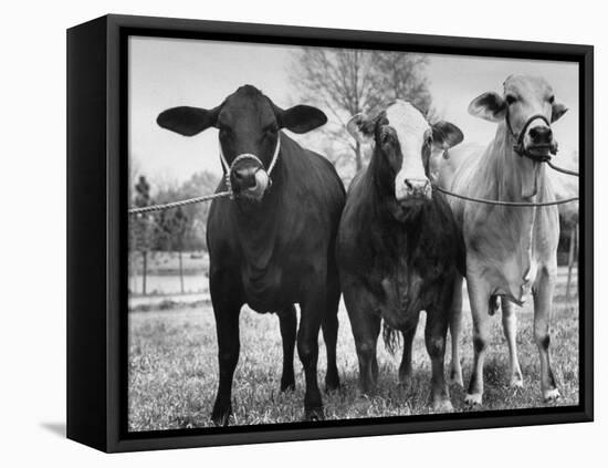 Crossbreeding of Brahmin Stock, Bragus and Braford-Cornell Capa-Framed Premier Image Canvas