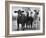 Crossbreeding of Brahmin Stock, Bragus and Braford-Cornell Capa-Framed Photographic Print