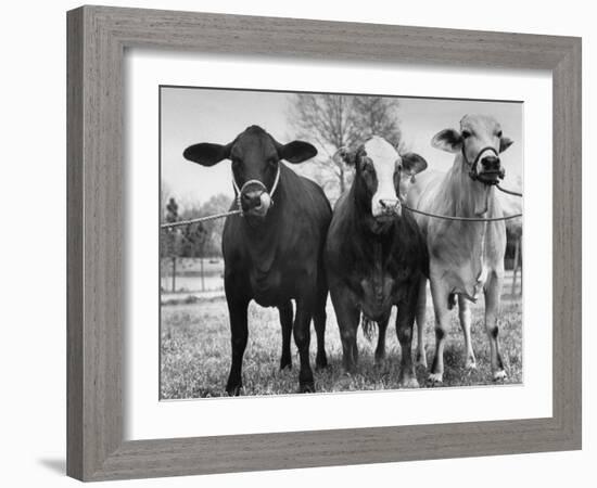 Crossbreeding of Brahmin Stock, Bragus and Braford-Cornell Capa-Framed Photographic Print