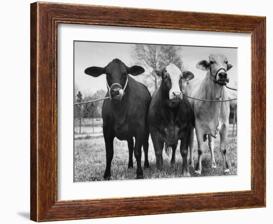 Crossbreeding of Brahmin Stock, Bragus and Braford-Cornell Capa-Framed Photographic Print