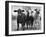 Crossbreeding of Brahmin Stock, Bragus and Braford-Cornell Capa-Framed Photographic Print