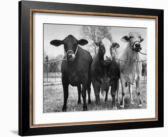 Crossbreeding of Brahmin Stock, Bragus and Braford-Cornell Capa-Framed Photographic Print