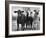 Crossbreeding of Brahmin Stock, Bragus and Braford-Cornell Capa-Framed Photographic Print