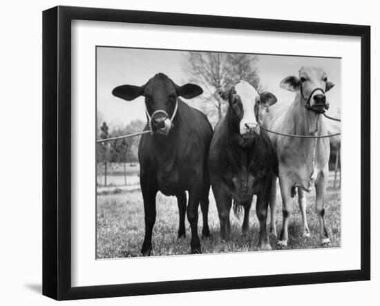 Crossbreeding of Brahmin Stock, Bragus and Braford-Cornell Capa-Framed Photographic Print