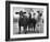 Crossbreeding of Brahmin Stock, Bragus and Braford-Cornell Capa-Framed Photographic Print