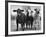 Crossbreeding of Brahmin Stock, Bragus and Braford-Cornell Capa-Framed Photographic Print