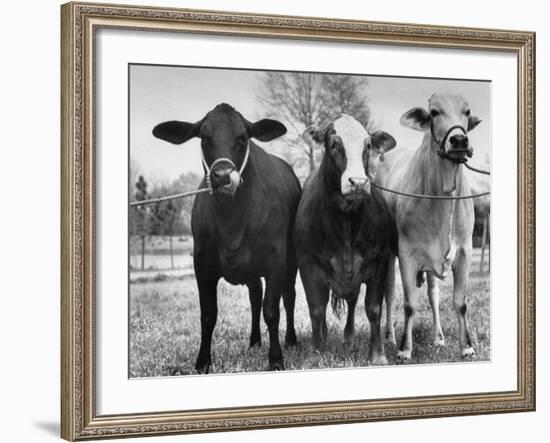 Crossbreeding of Brahmin Stock, Bragus and Braford-Cornell Capa-Framed Photographic Print