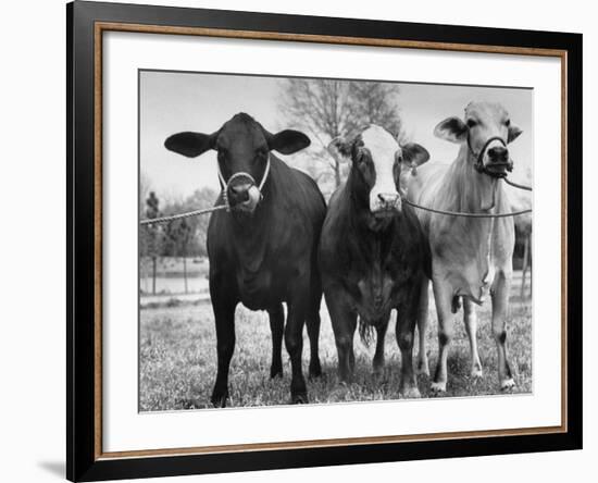 Crossbreeding of Brahmin Stock, Bragus and Braford-Cornell Capa-Framed Photographic Print