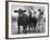 Crossbreeding of Brahmin Stock, Bragus and Braford-Cornell Capa-Framed Photographic Print