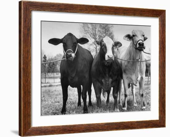 Crossbreeding of Brahmin Stock, Bragus and Braford-Cornell Capa-Framed Photographic Print