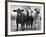 Crossbreeding of Brahmin Stock, Bragus and Braford-Cornell Capa-Framed Photographic Print