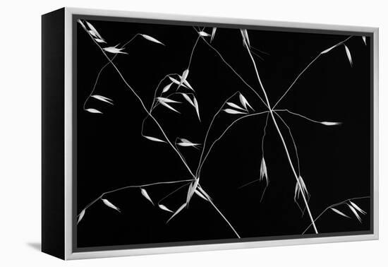 Crossed Lines-Olavo Azevedo-Framed Premier Image Canvas