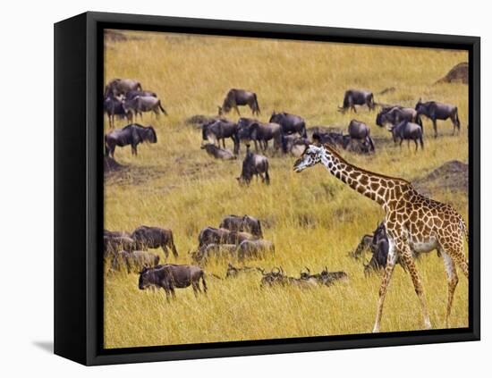 Crossing the Mara River, Maasai Mara, Kenya-Joe Restuccia III-Framed Premier Image Canvas