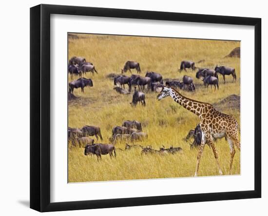 Crossing the Mara River, Maasai Mara, Kenya-Joe Restuccia III-Framed Photographic Print