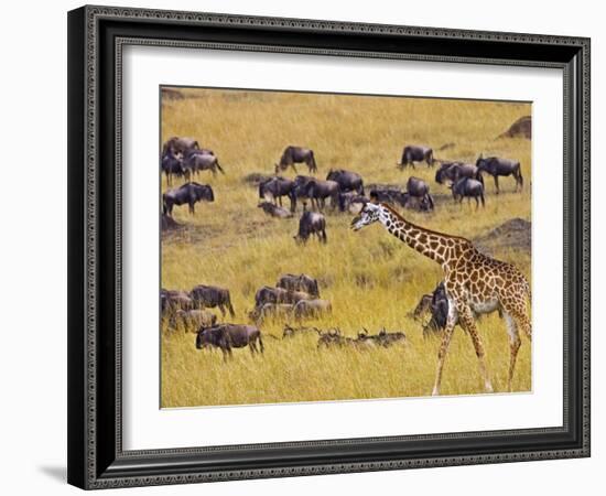 Crossing the Mara River, Maasai Mara, Kenya-Joe Restuccia III-Framed Photographic Print